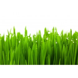 Frest Grass